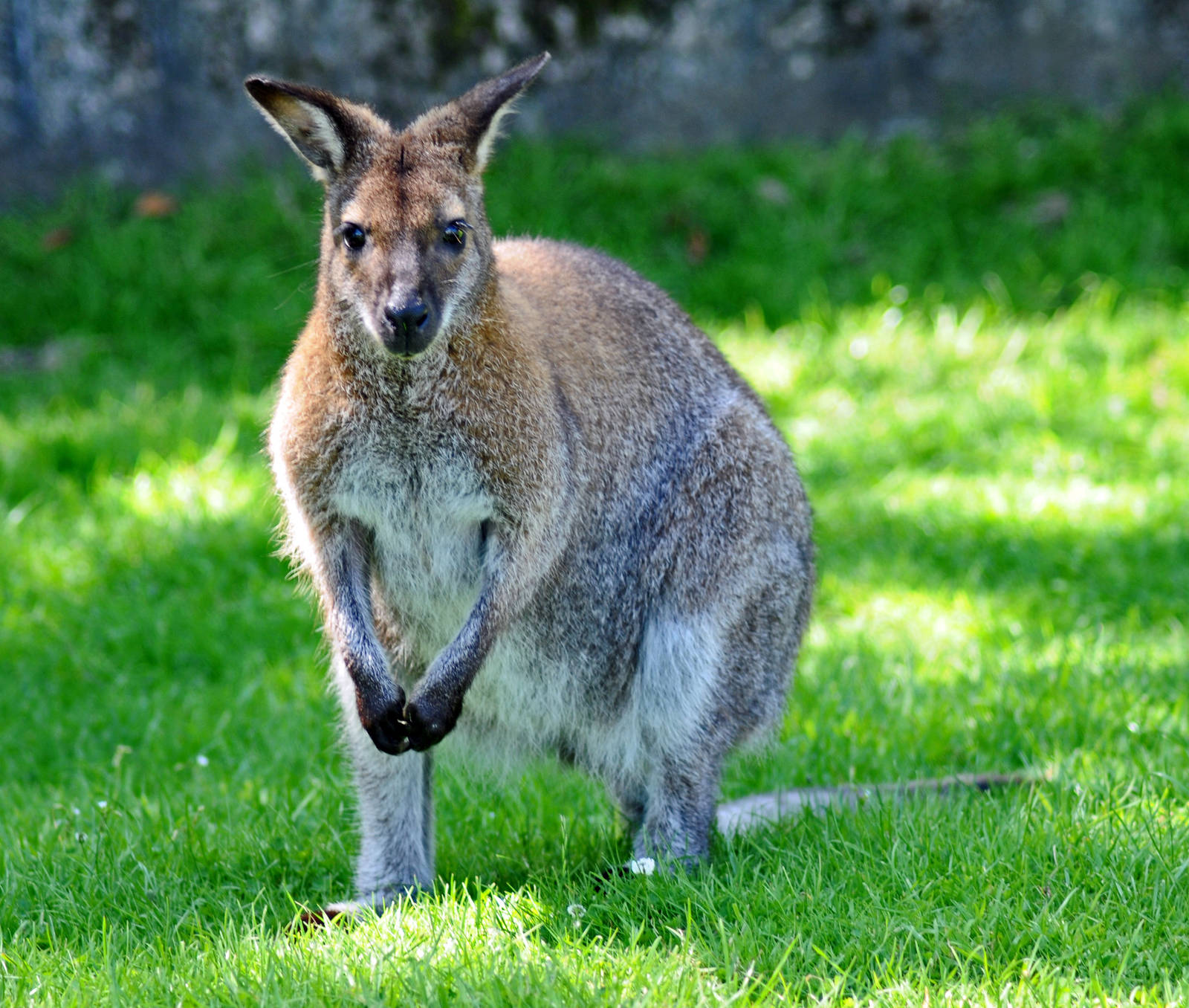 BENNETTS WALLABY