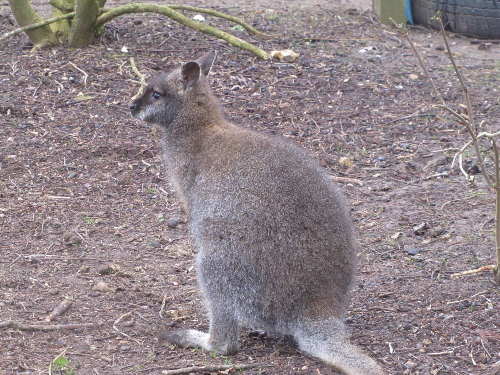 Bennetts Wallaby