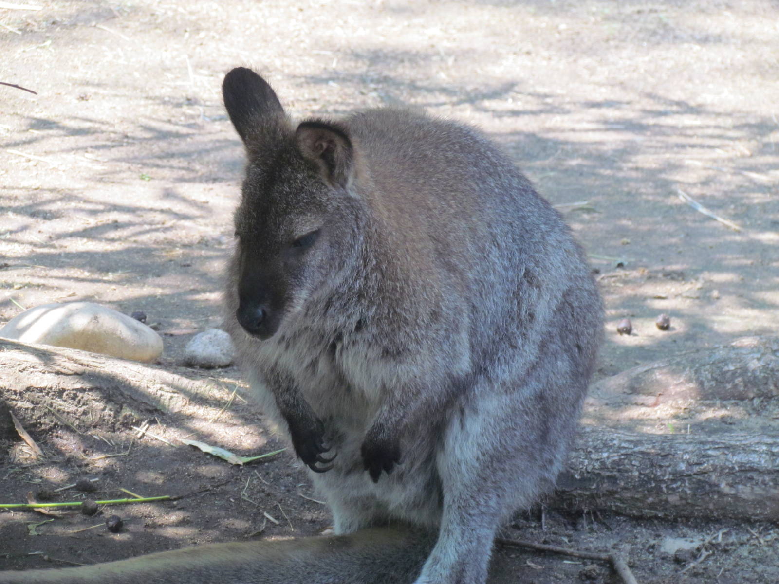 Bennett's Wallaby
