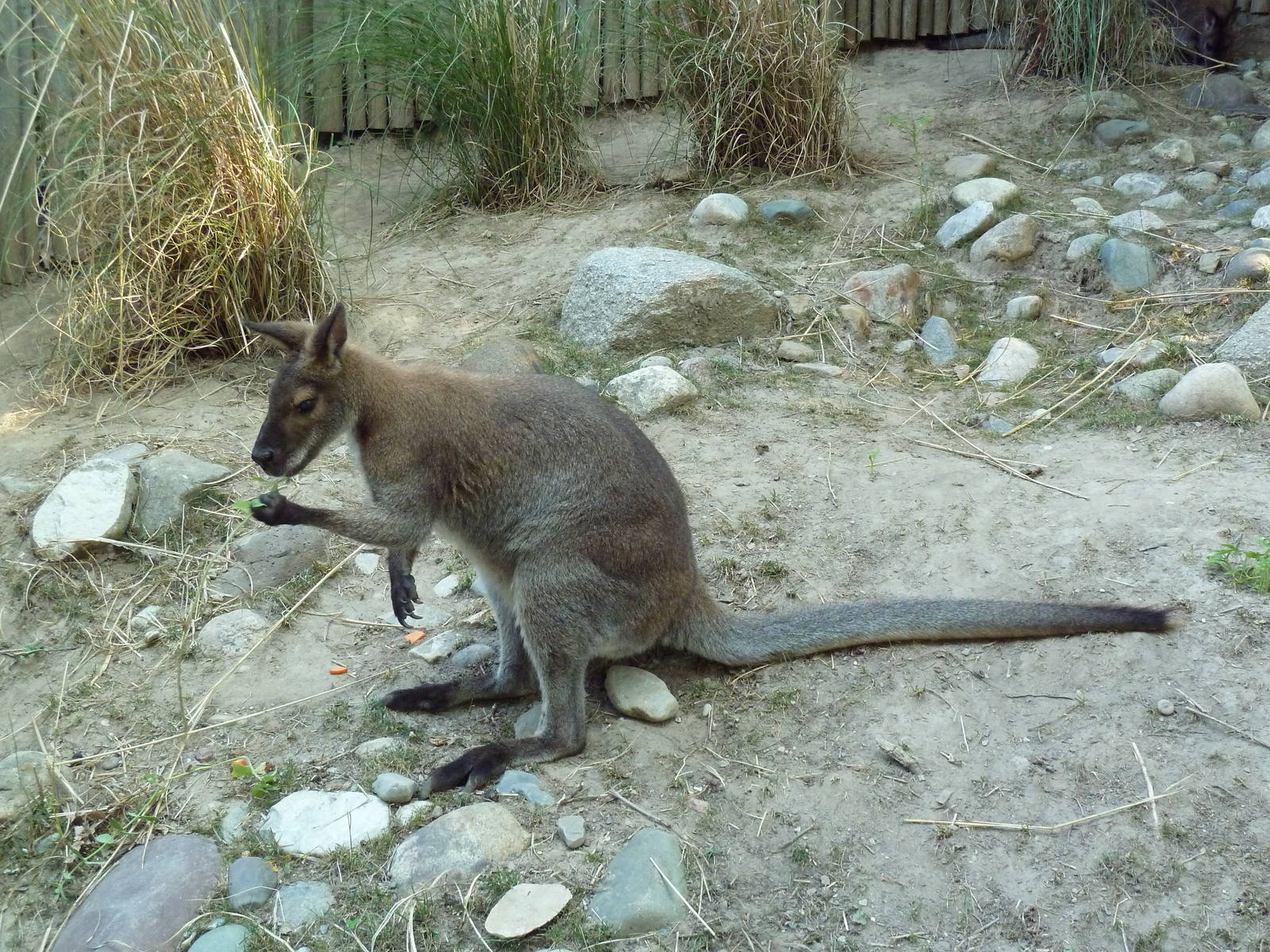 Bennett's Wallaby