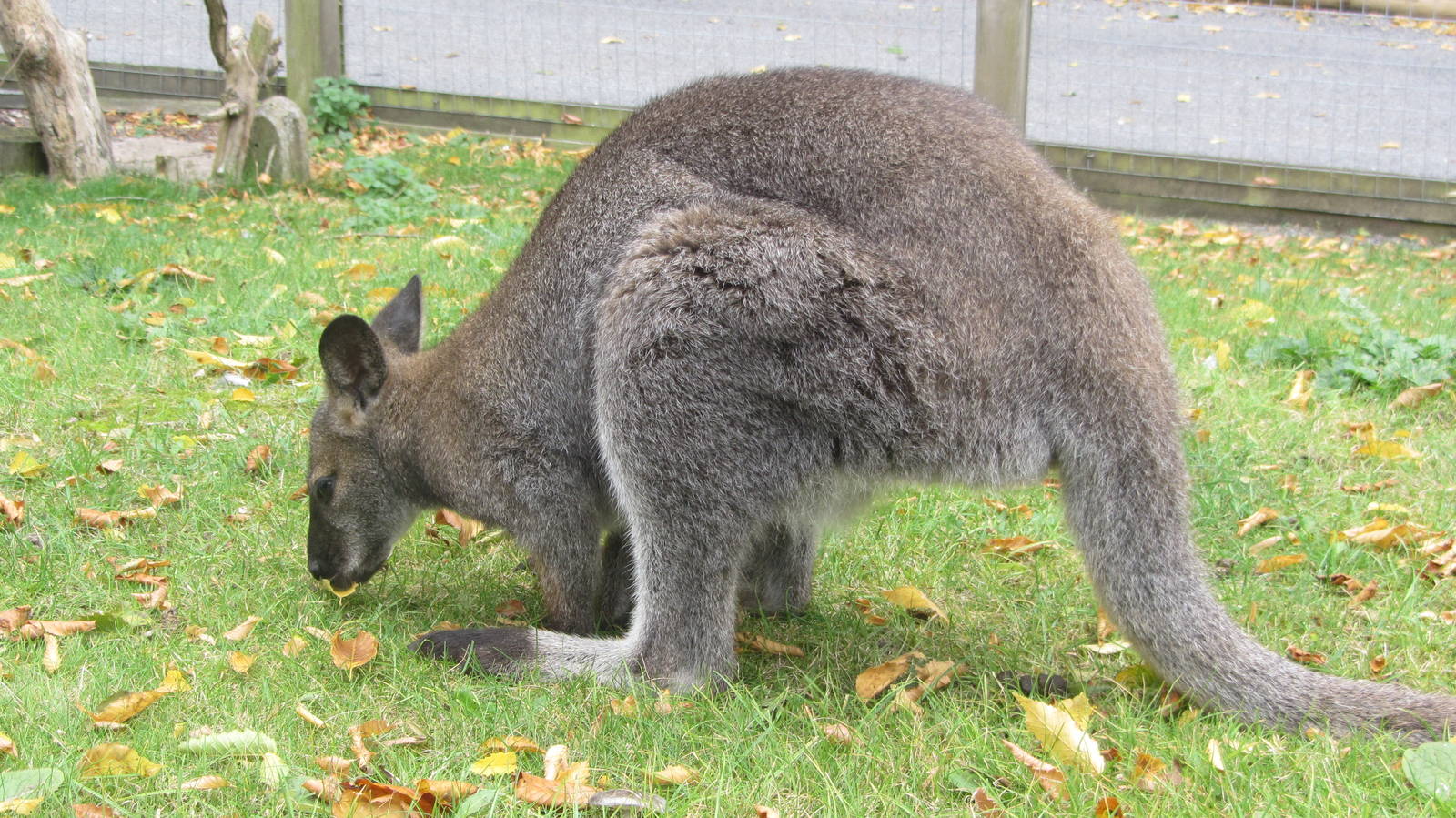 Bennett's Wallaby