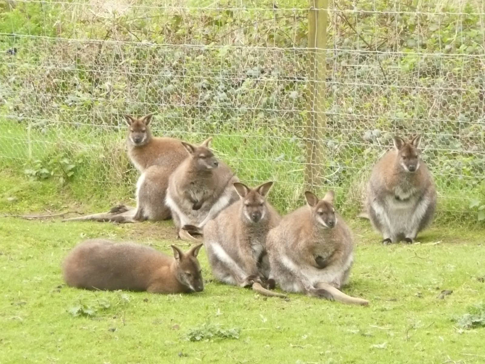 Bennett's wallaby