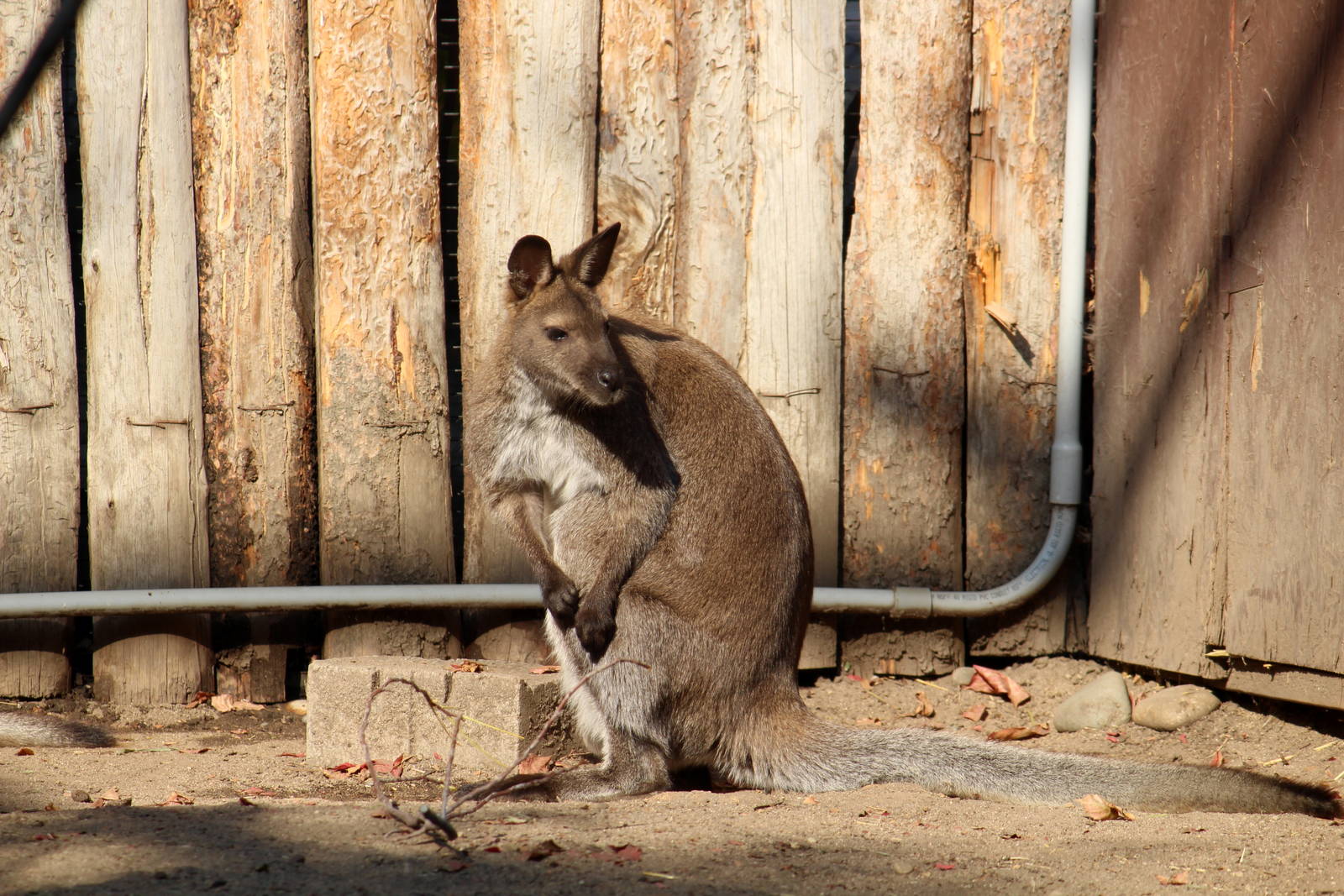 Bennett's Wallaby