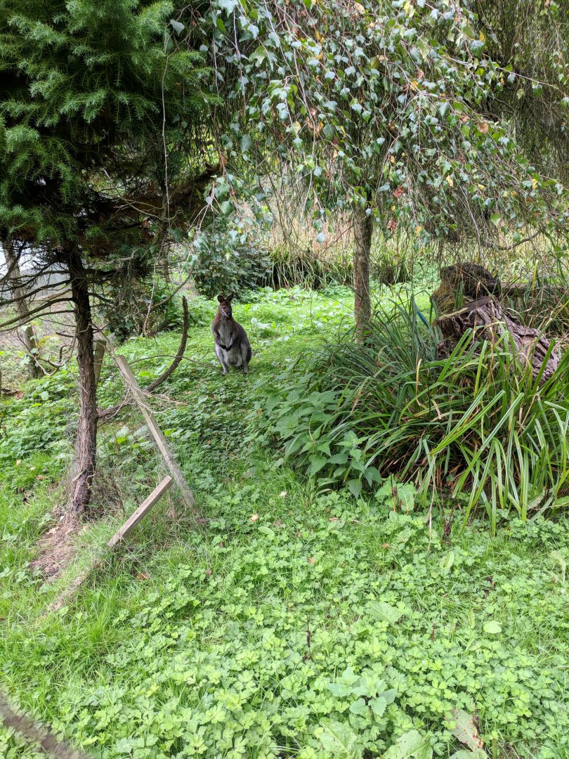 Bennett's Wallaby