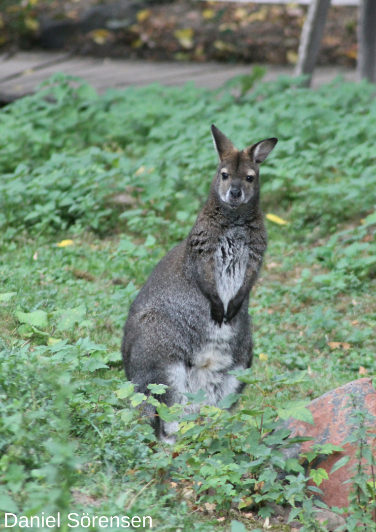 Bennett's wallaby