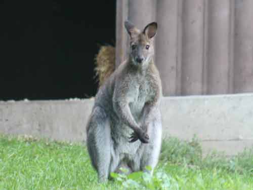 Bennett's Wallaby