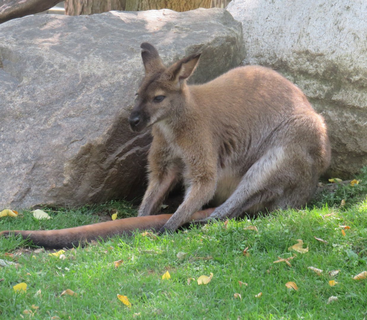 Bennett's wallaby