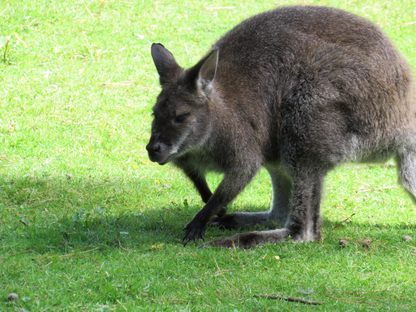 Bennett’s Wallaby