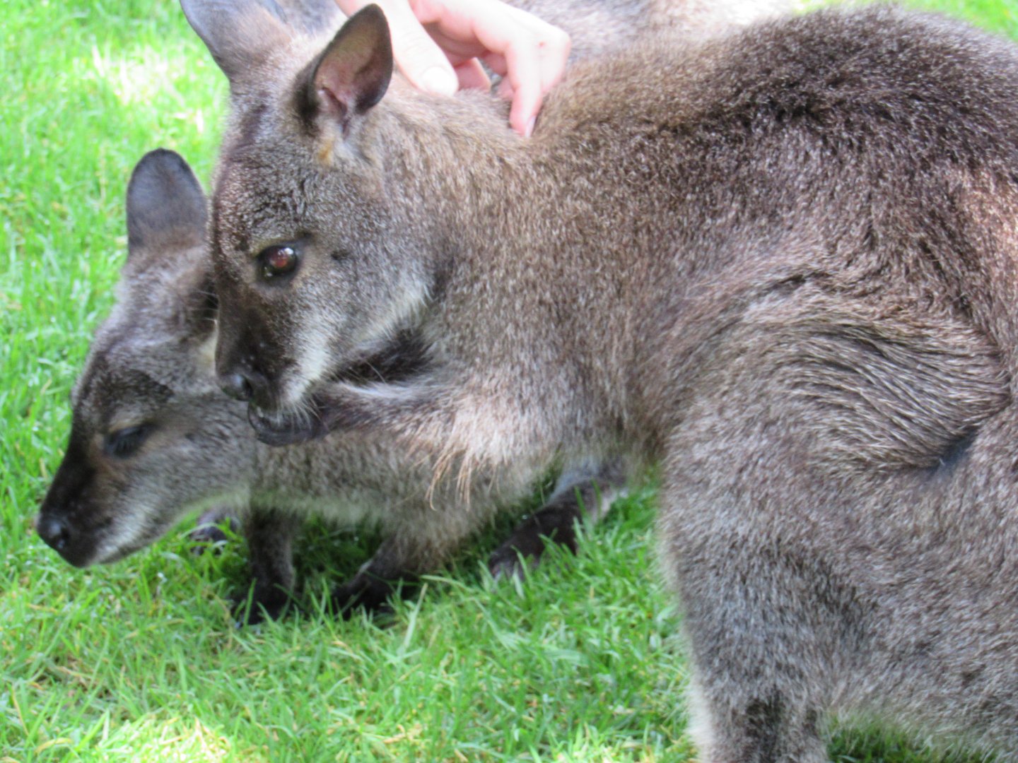 Bennett’s Wallaby