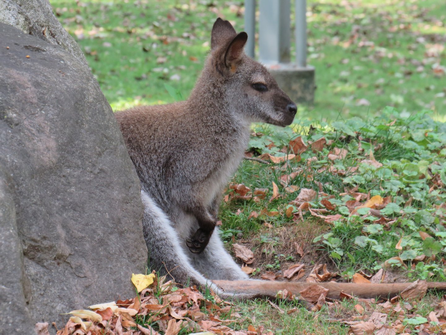 Bennett's wallaby