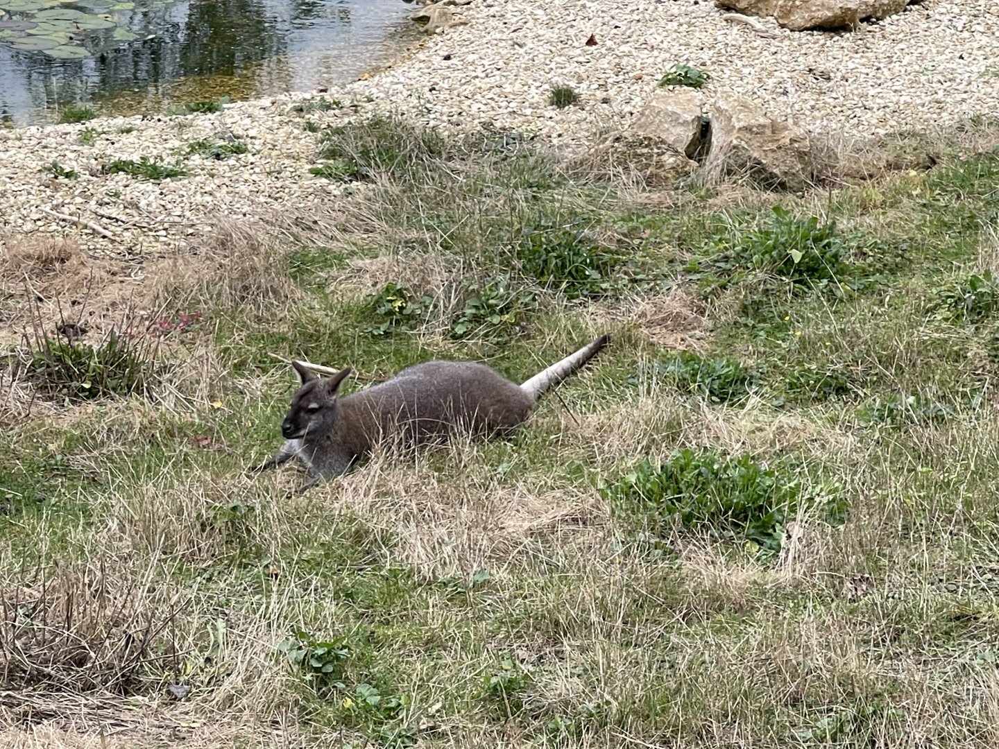 Bennett’s wallaby