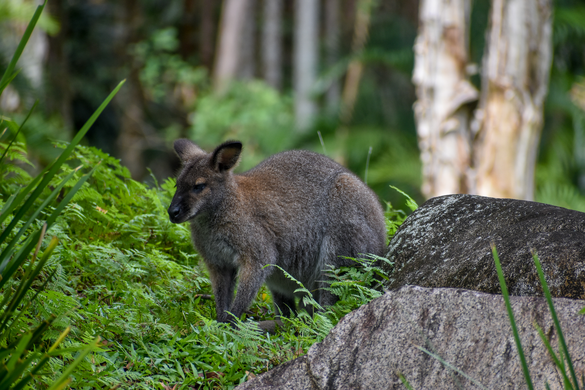Bennett's Wallaby