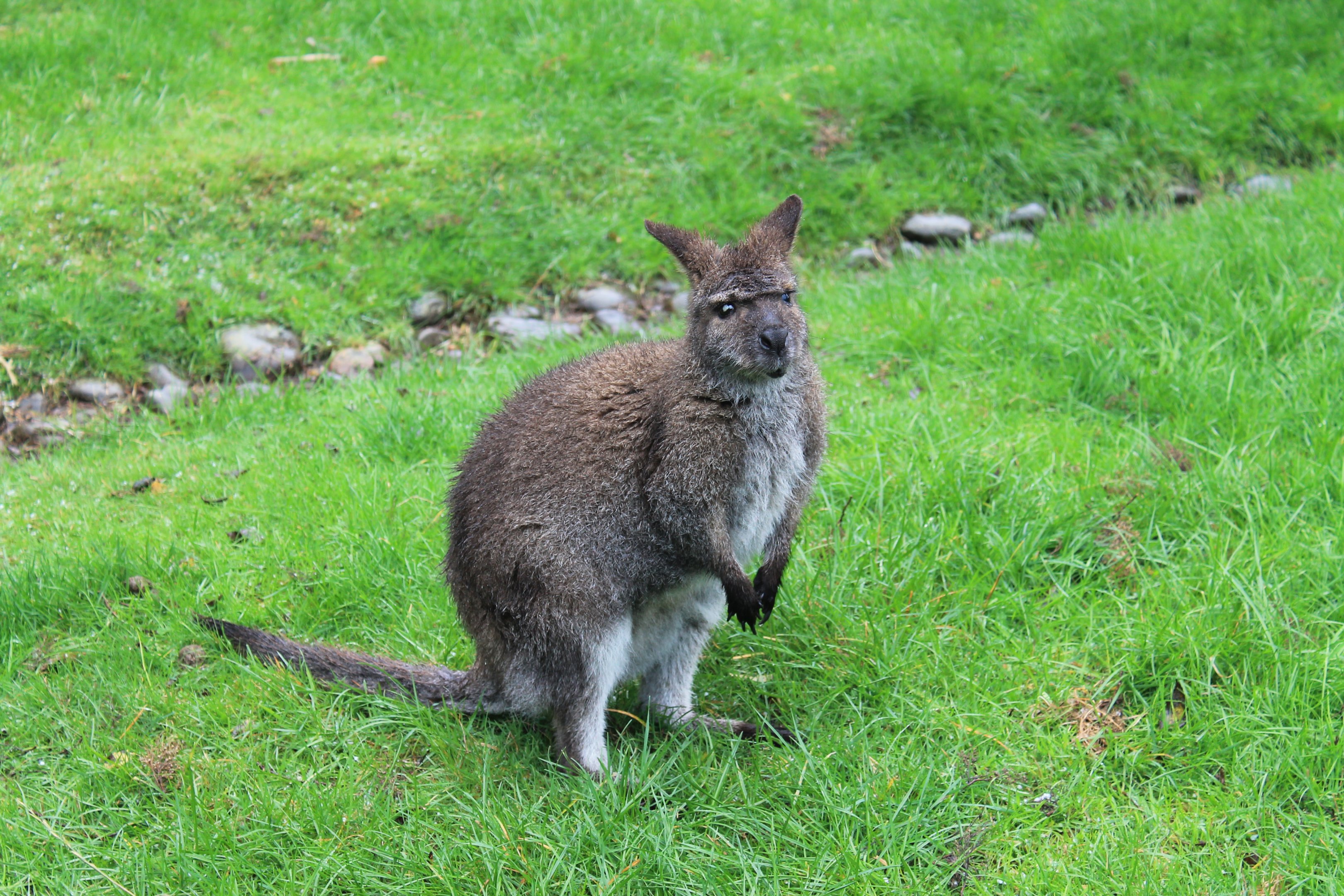 Bennett's Wallaby