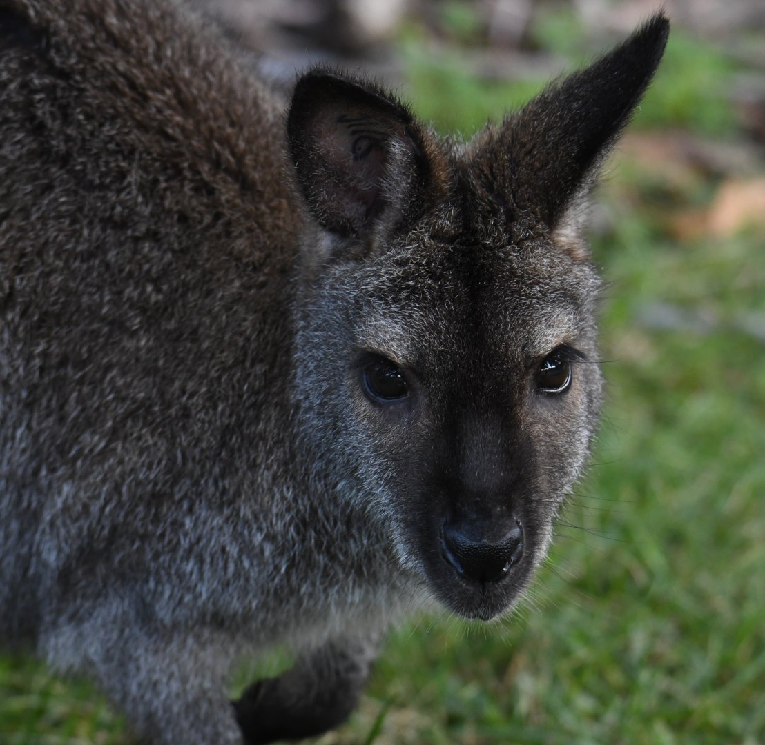 Bennett's wallaby