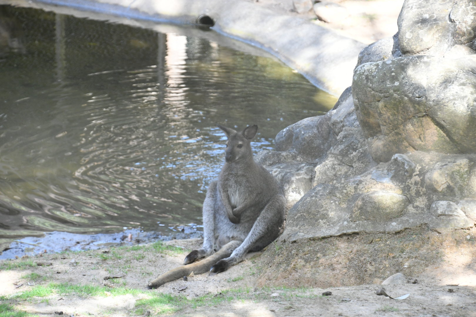 Bennett's Wallaby