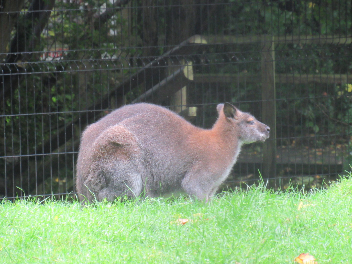Bennett’s Wallaby