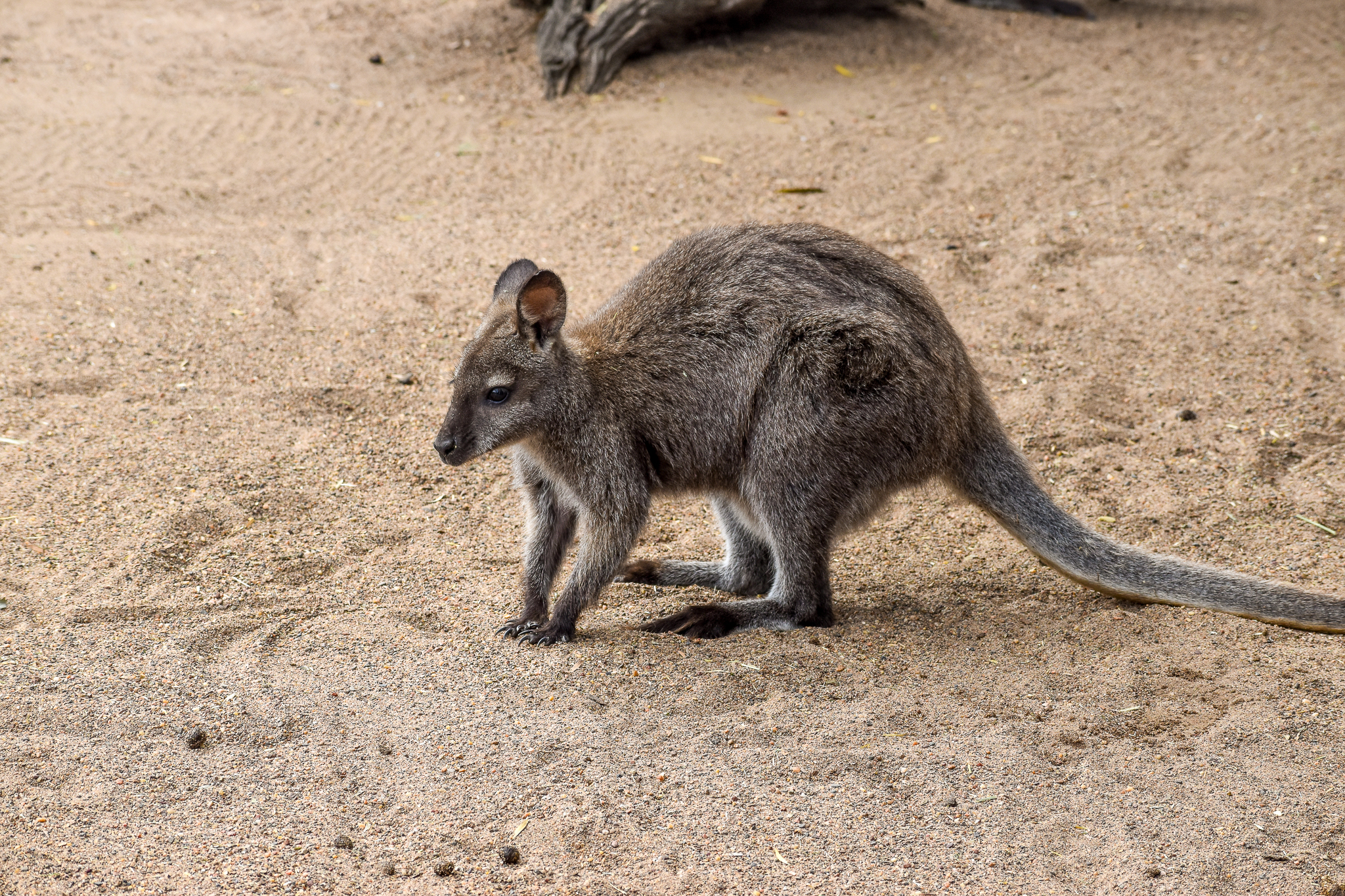 Bennett's Wallaby