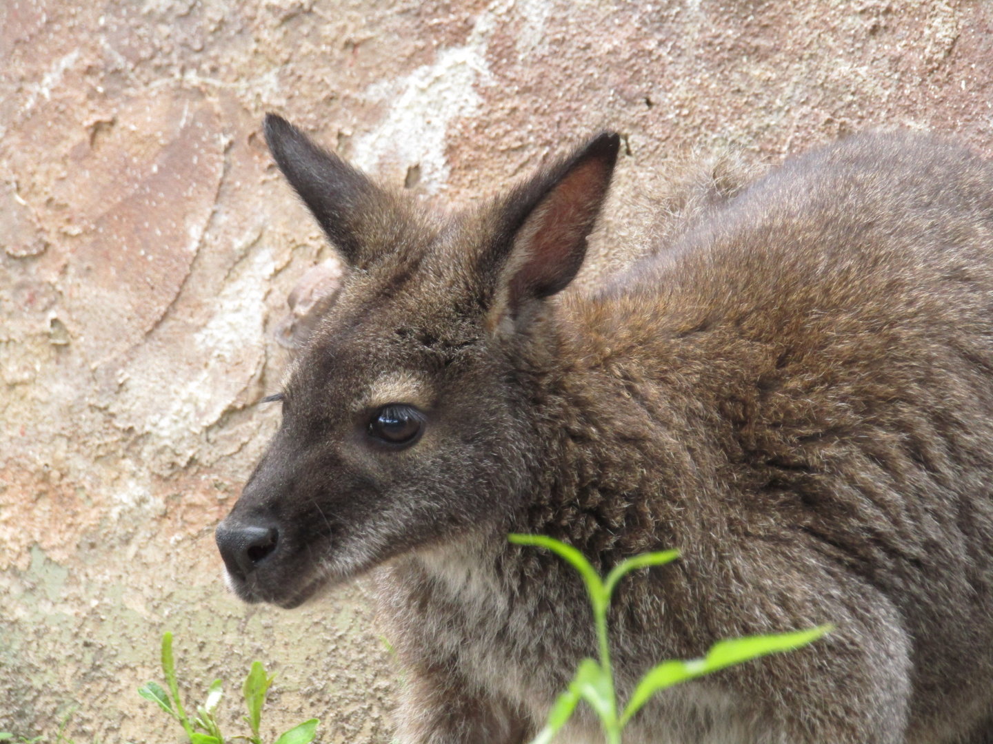 Bennett's Wallaby