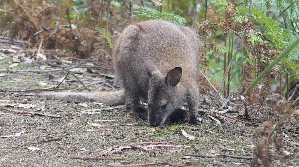 Bennett's Wallaby