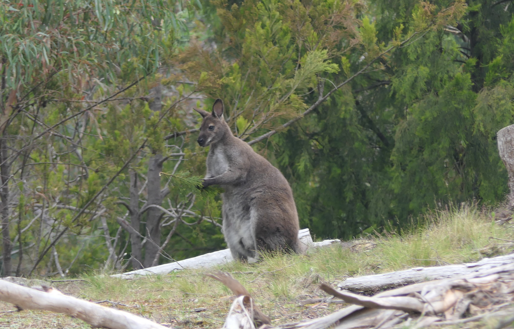 Bennett's Wallaby