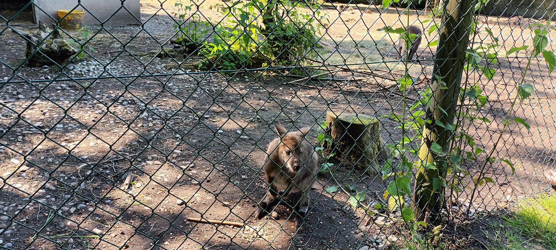 Bennetts Wallaby
