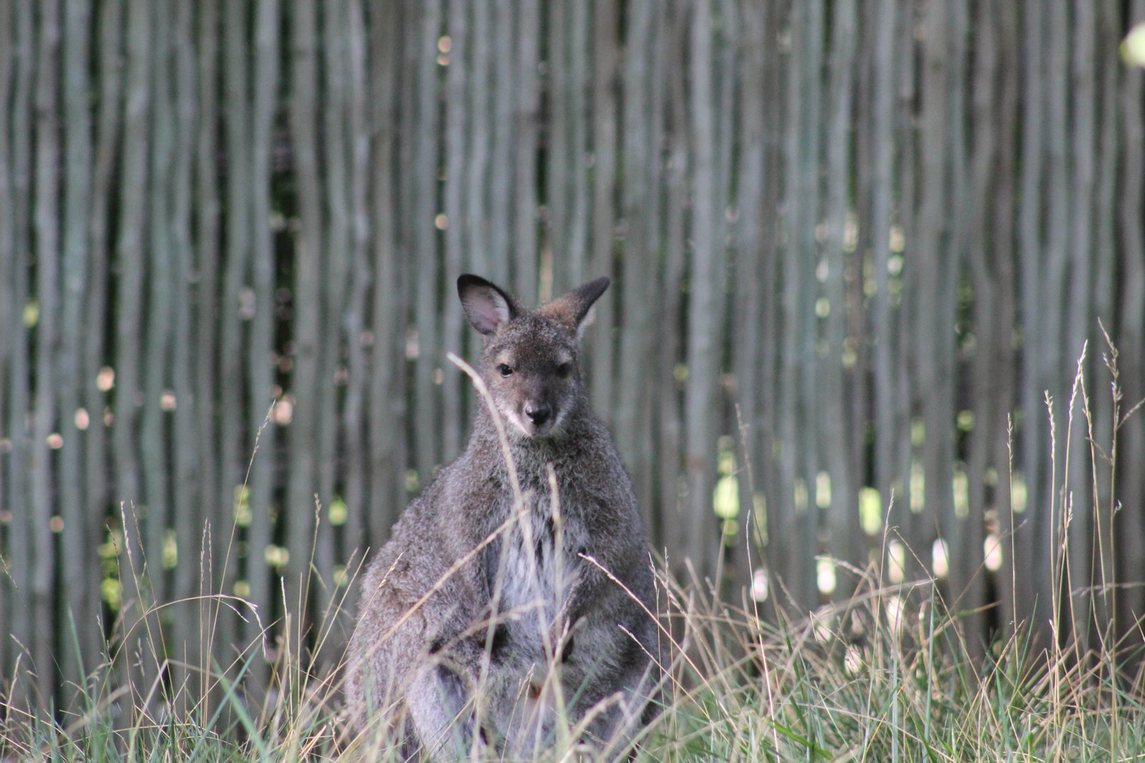 Bennett's Wallaby