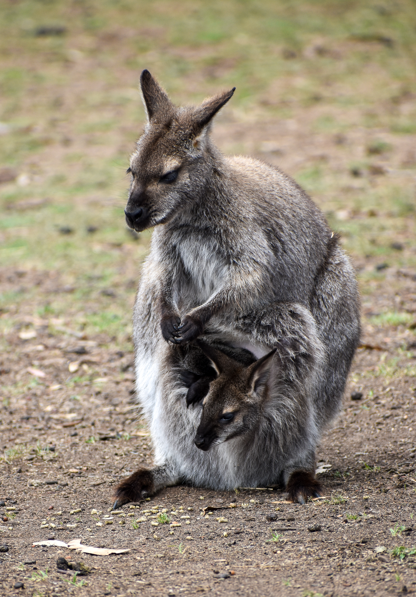 Bennett's Wallaby