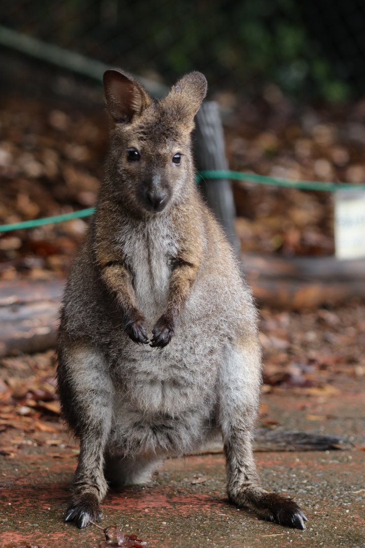 Bennett's wallaby