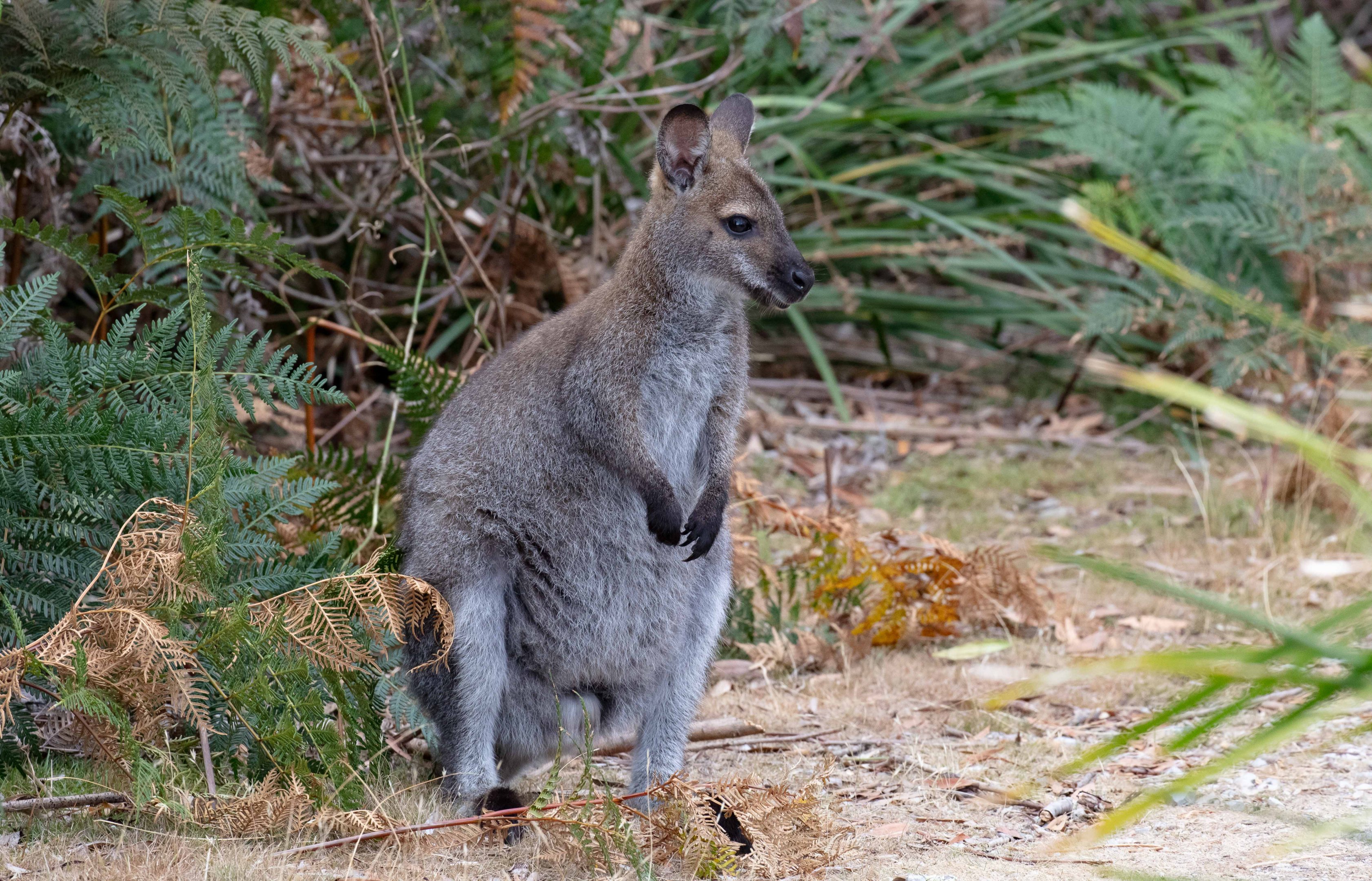 Bennett's Wallaby
