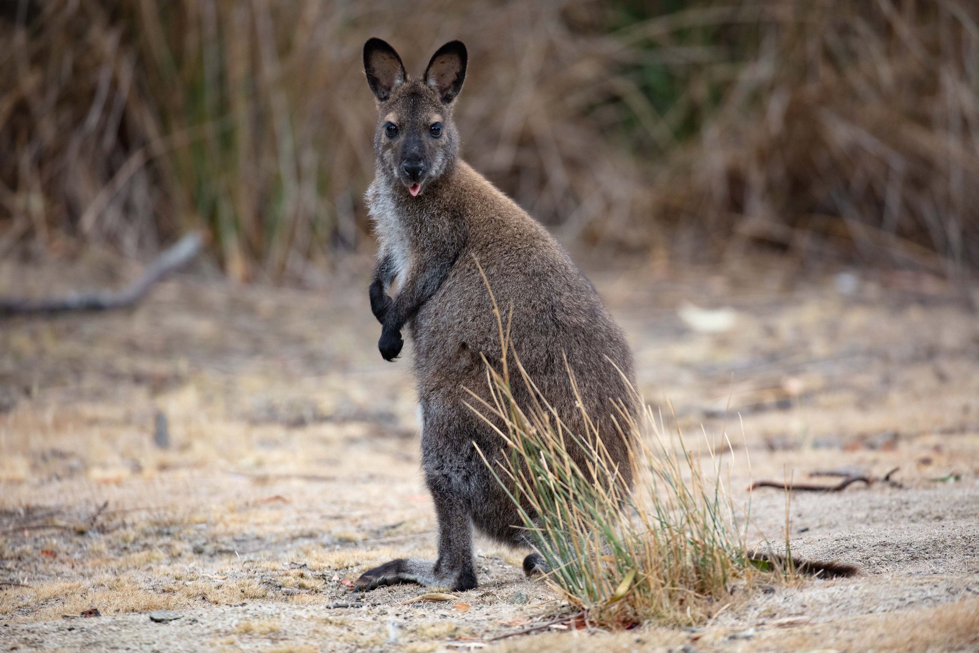 Bennett's Wallaby
