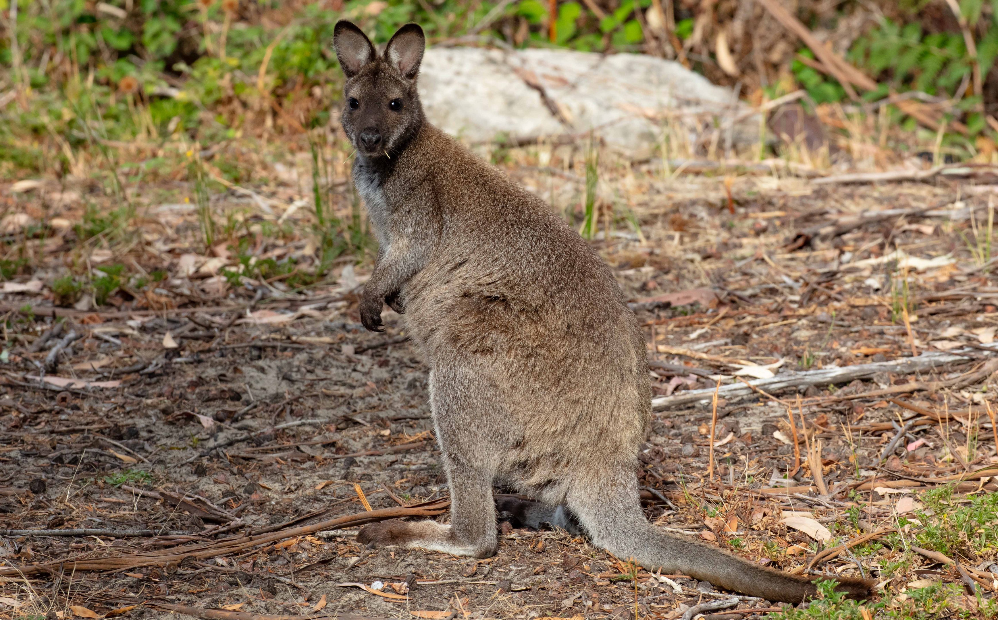 Bennett's Wallaby