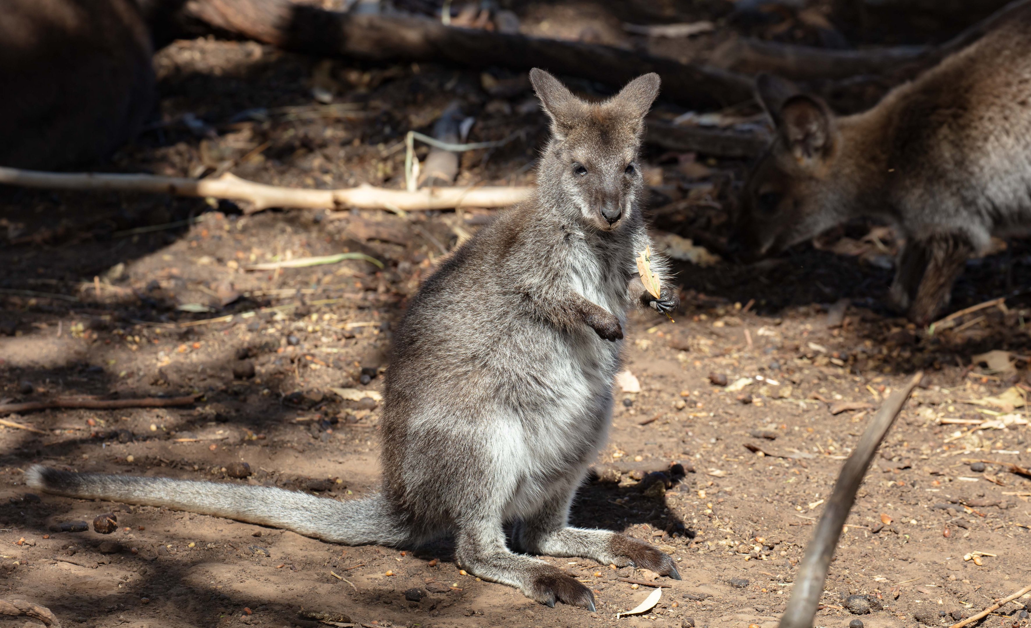 Bennett's Wallaby