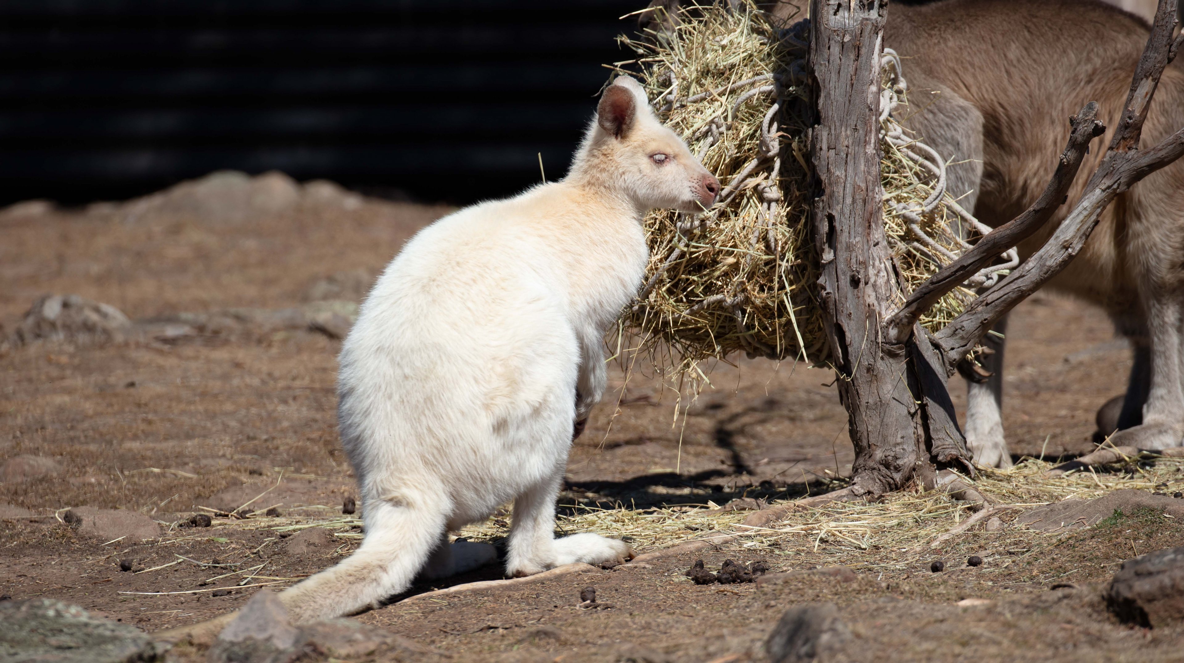 Bennett's Wallaby