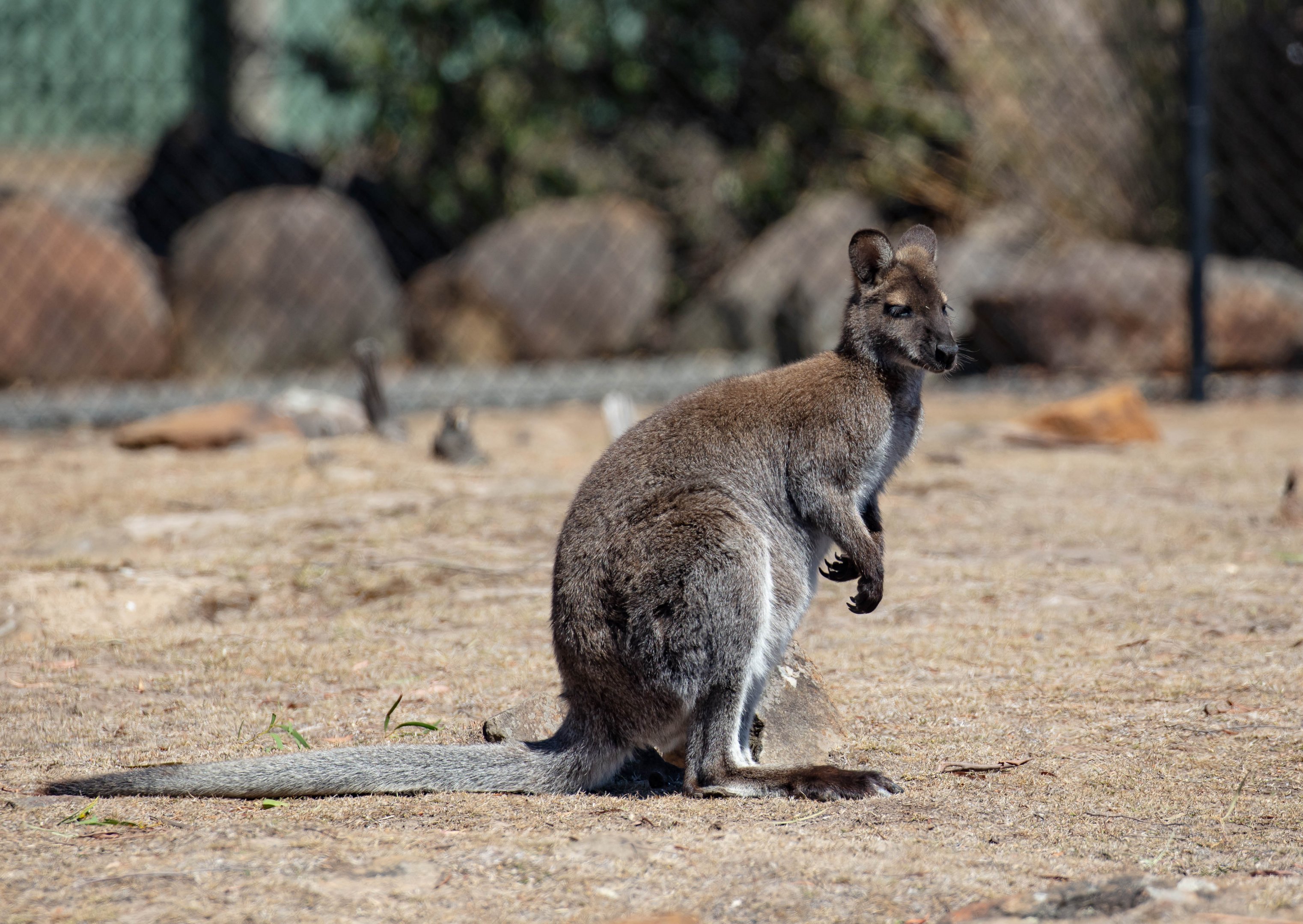 Bennett's Wallaby