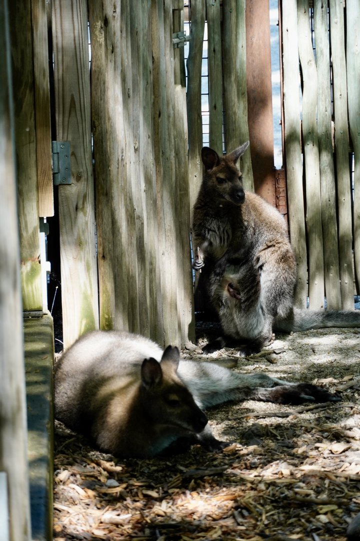 Bennett’s Wallaby