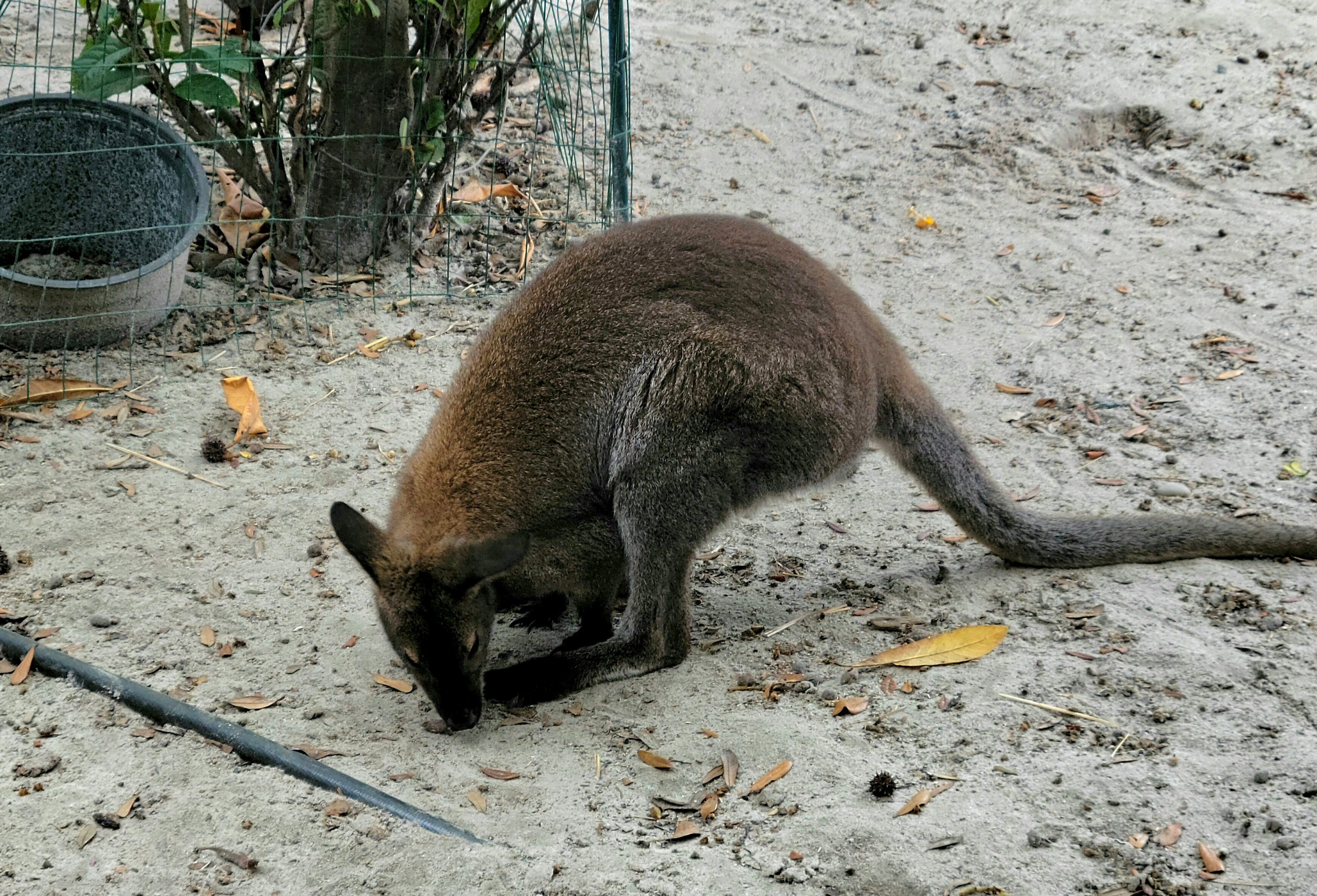 Bennett's Wallaby