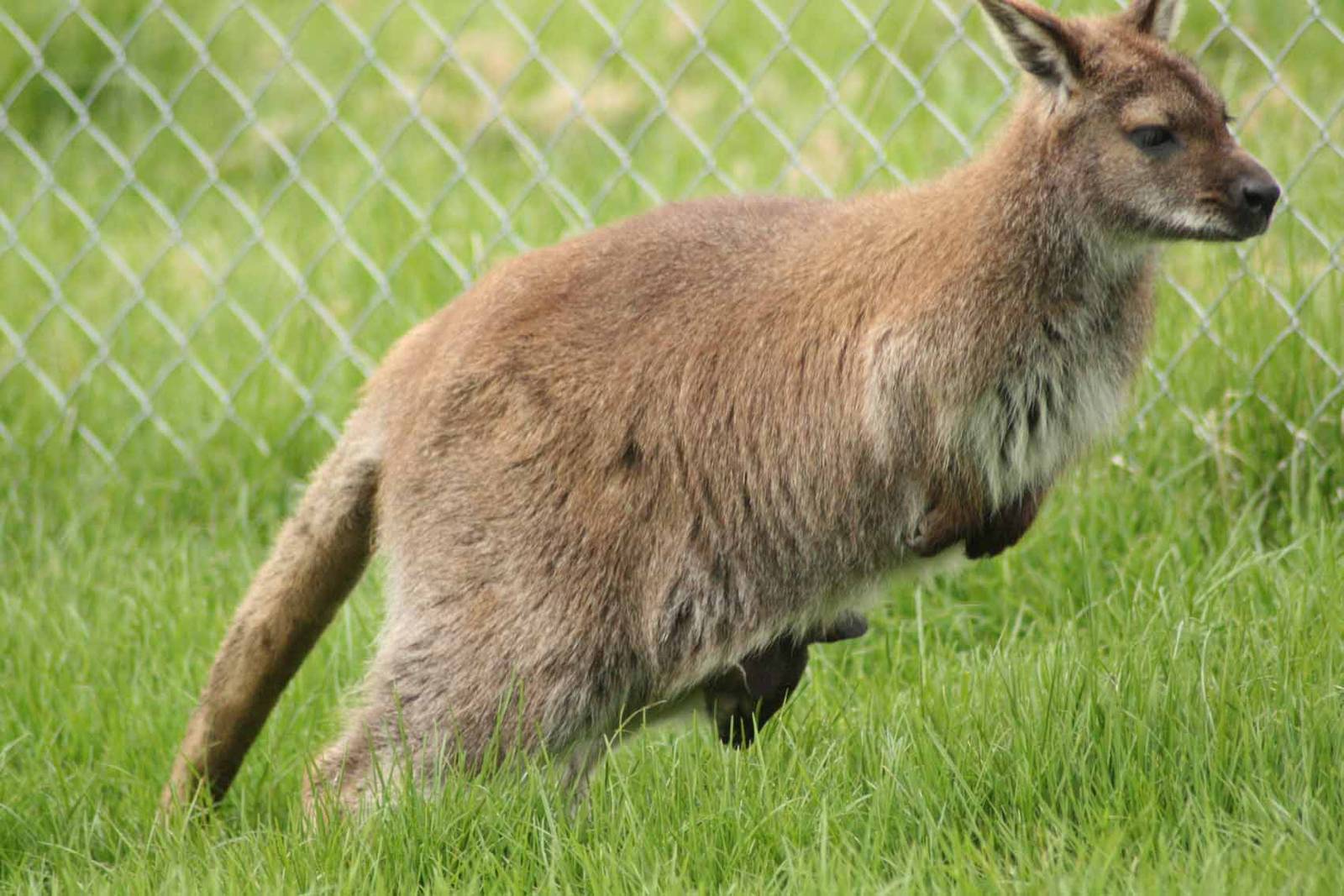 Bennetts Wallaby