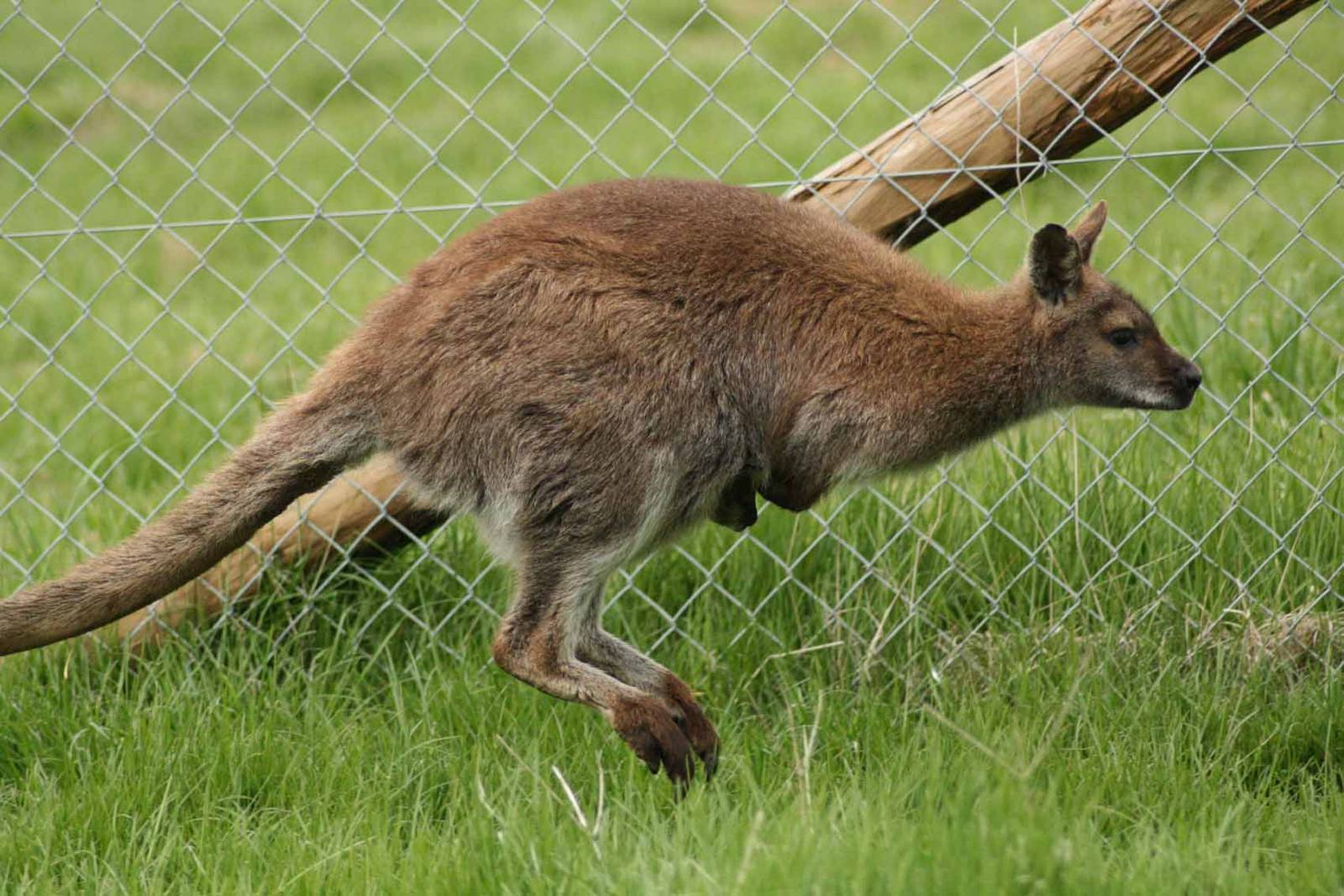 Bennetts Wallaby