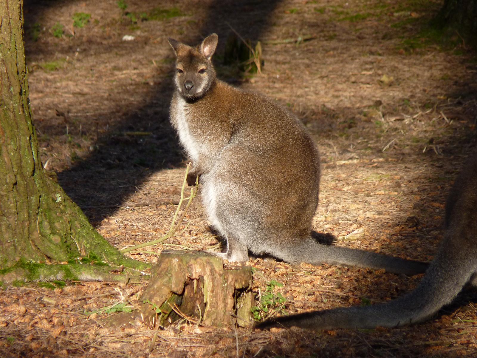 Bennetts Wallaby