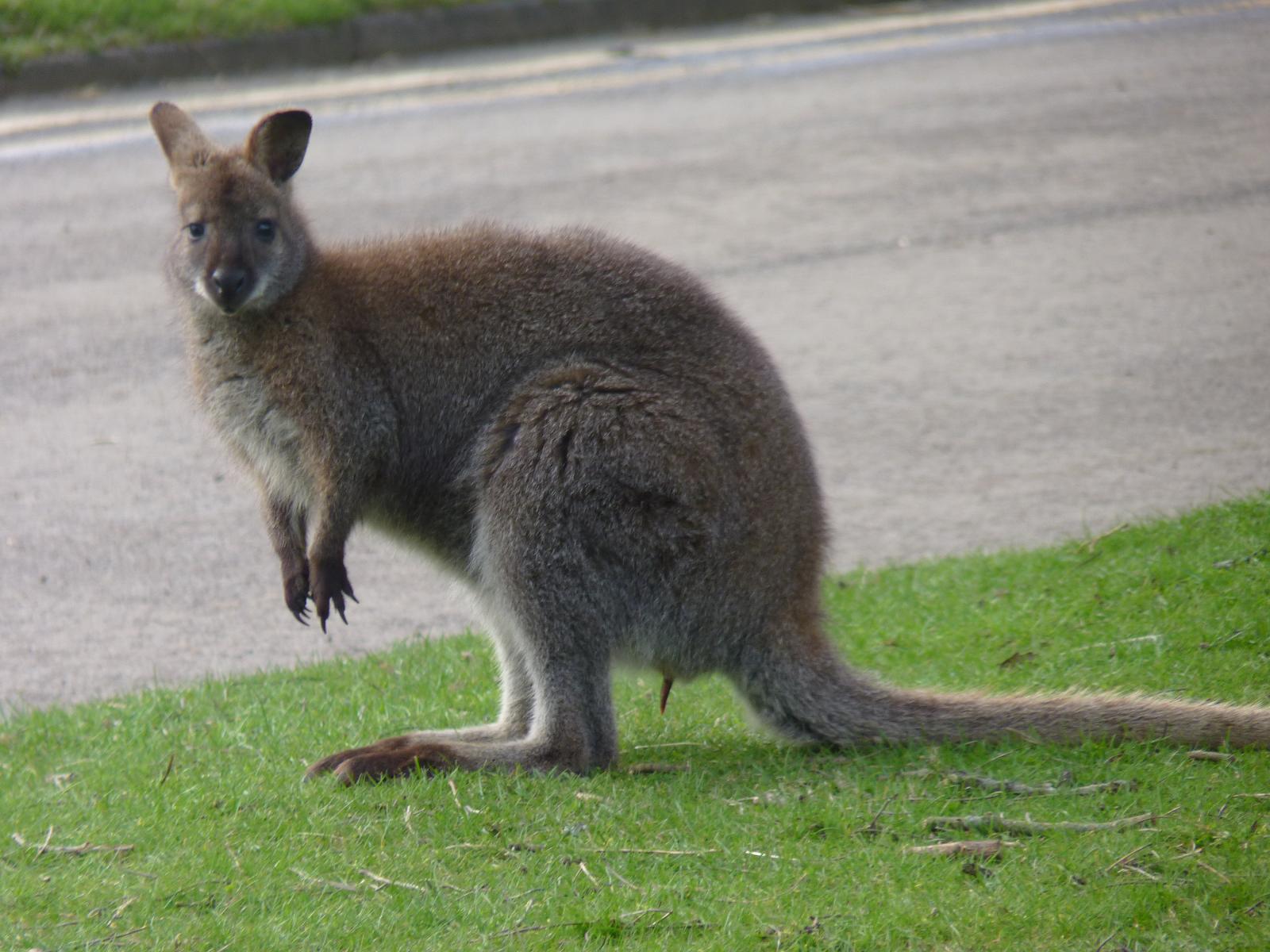 Bennetts Wallaby