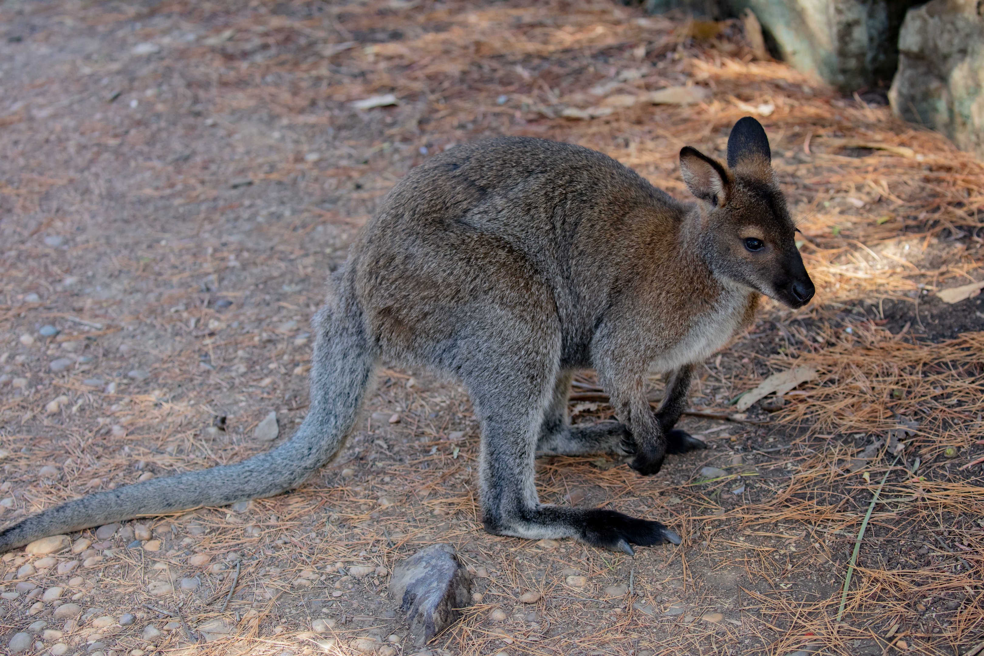 Bennett's Wallabyb