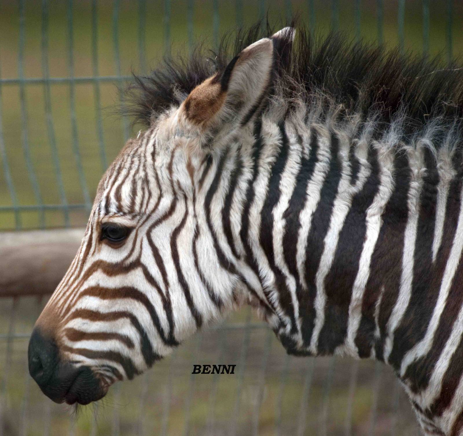 Benni the young hartmann,s zebra