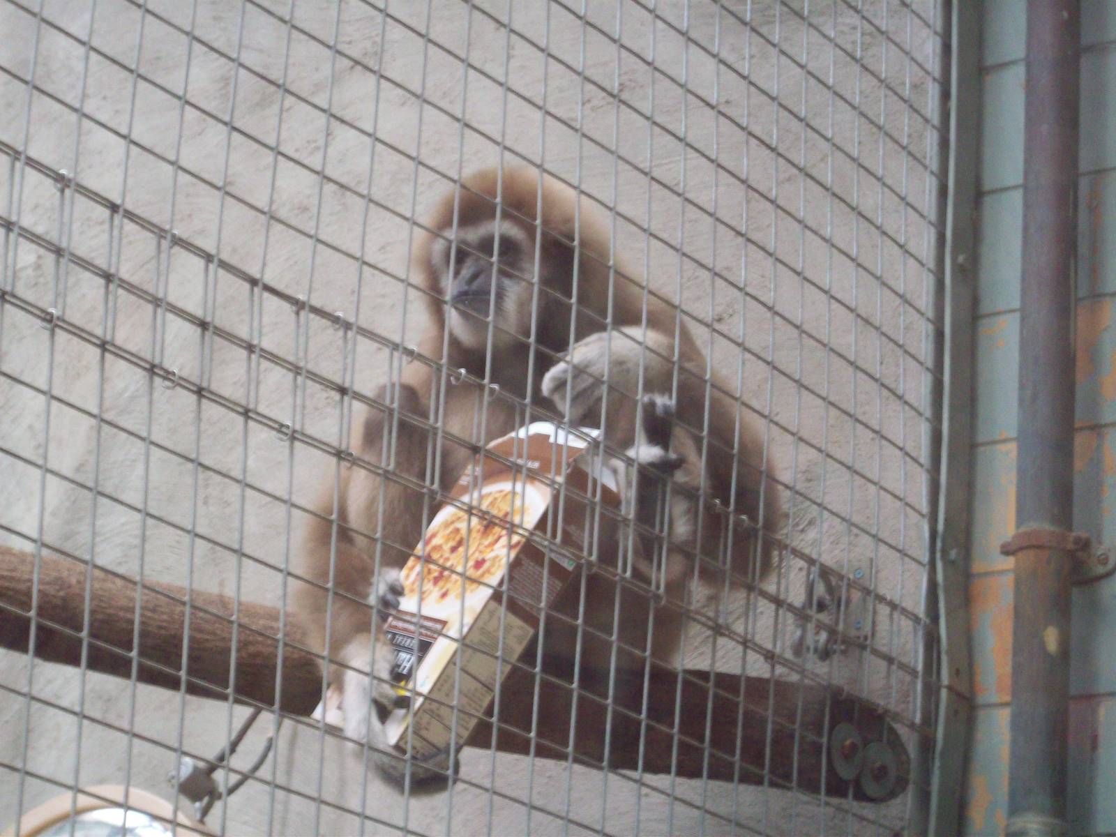 Benny Endorsing Wegmans