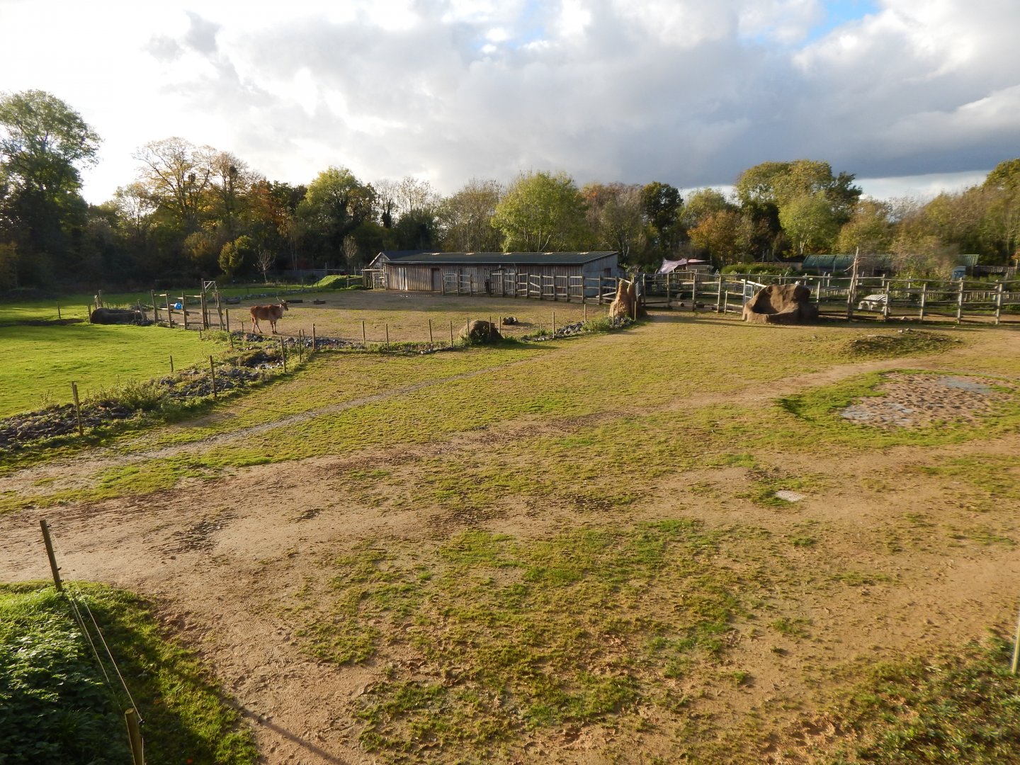 Benoue - African Savannah enclosure 051123