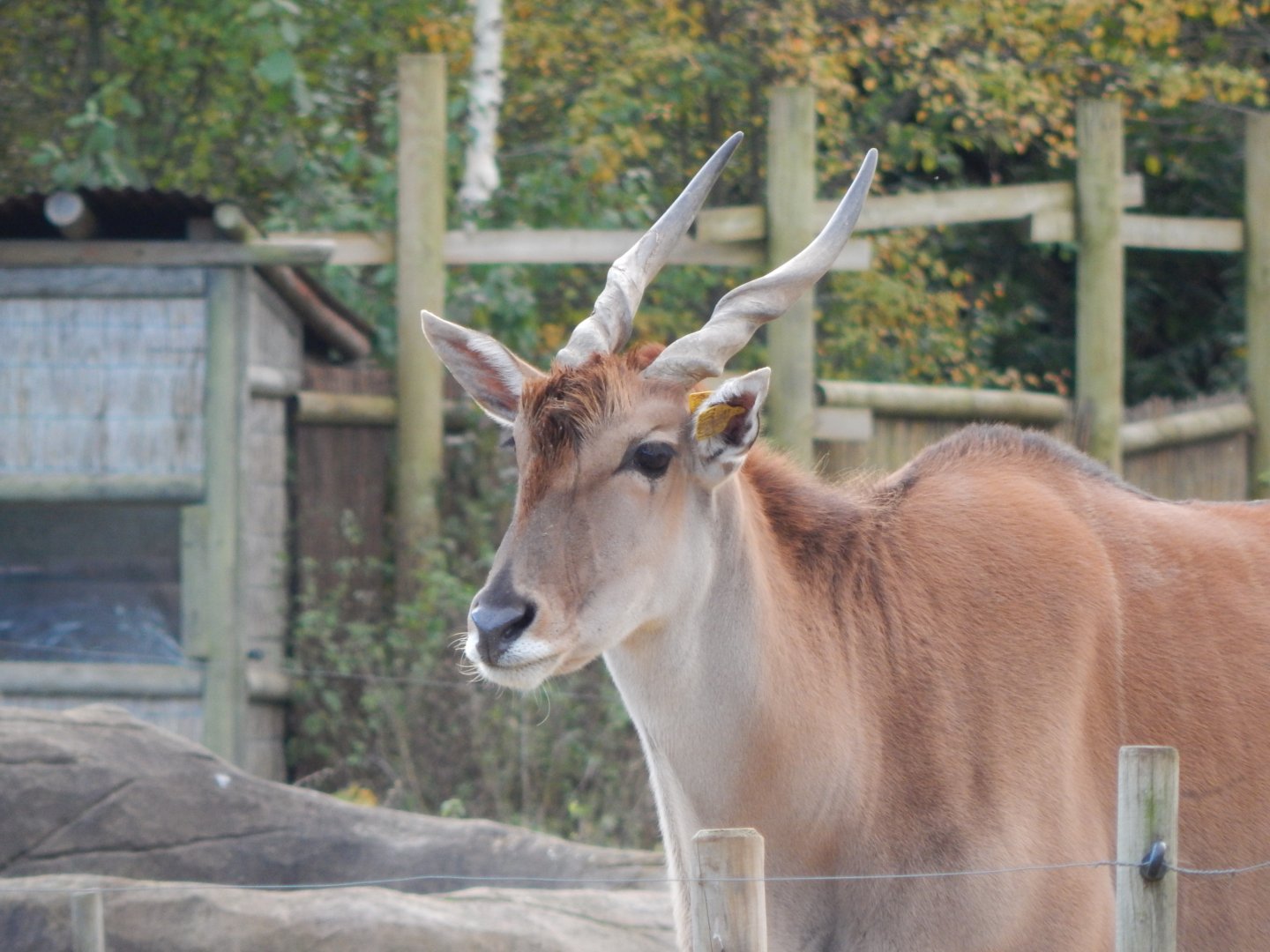 Benoue - Common eland 051123