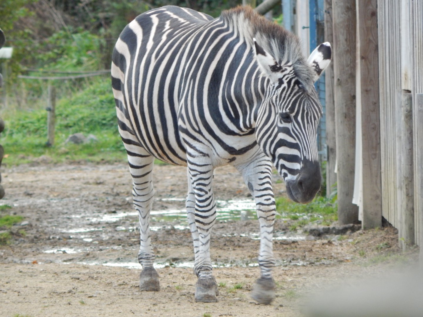 Benoue - Grants zebra 051123