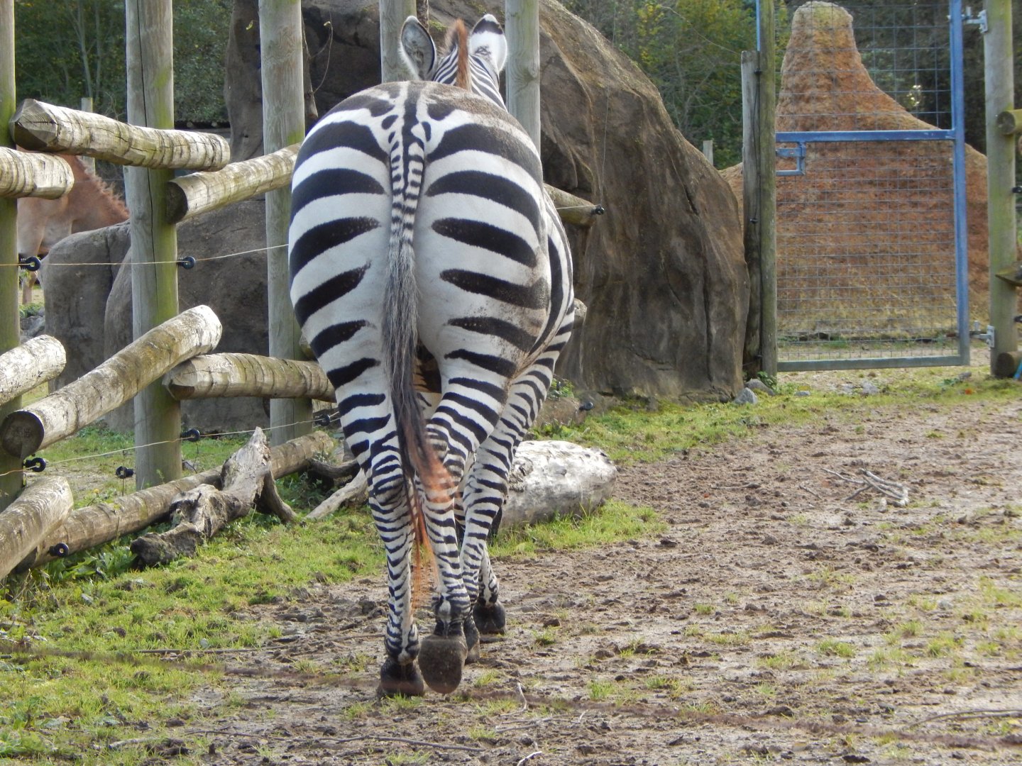 Benoue - Grants zebra from behind 051123