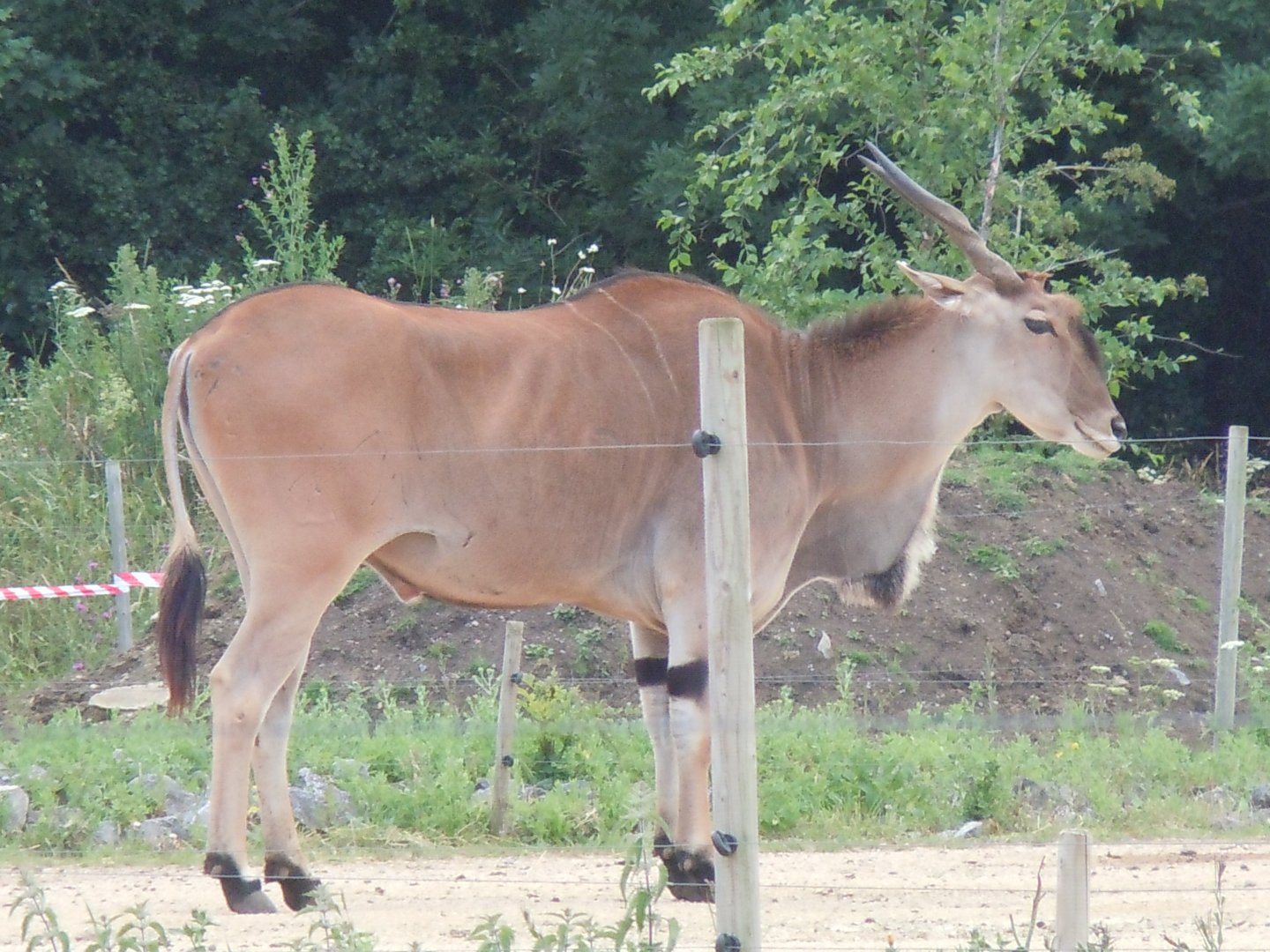 Benoue National Park - Common eland 290620