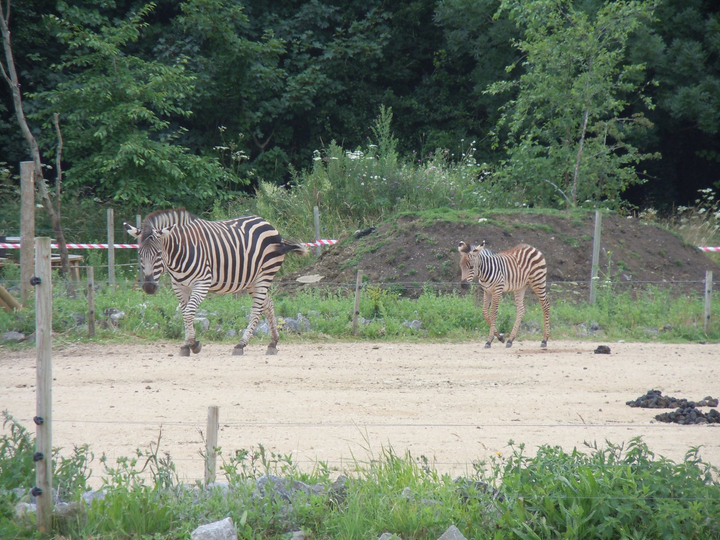 Benoue National Park - Grant's zebras 290620