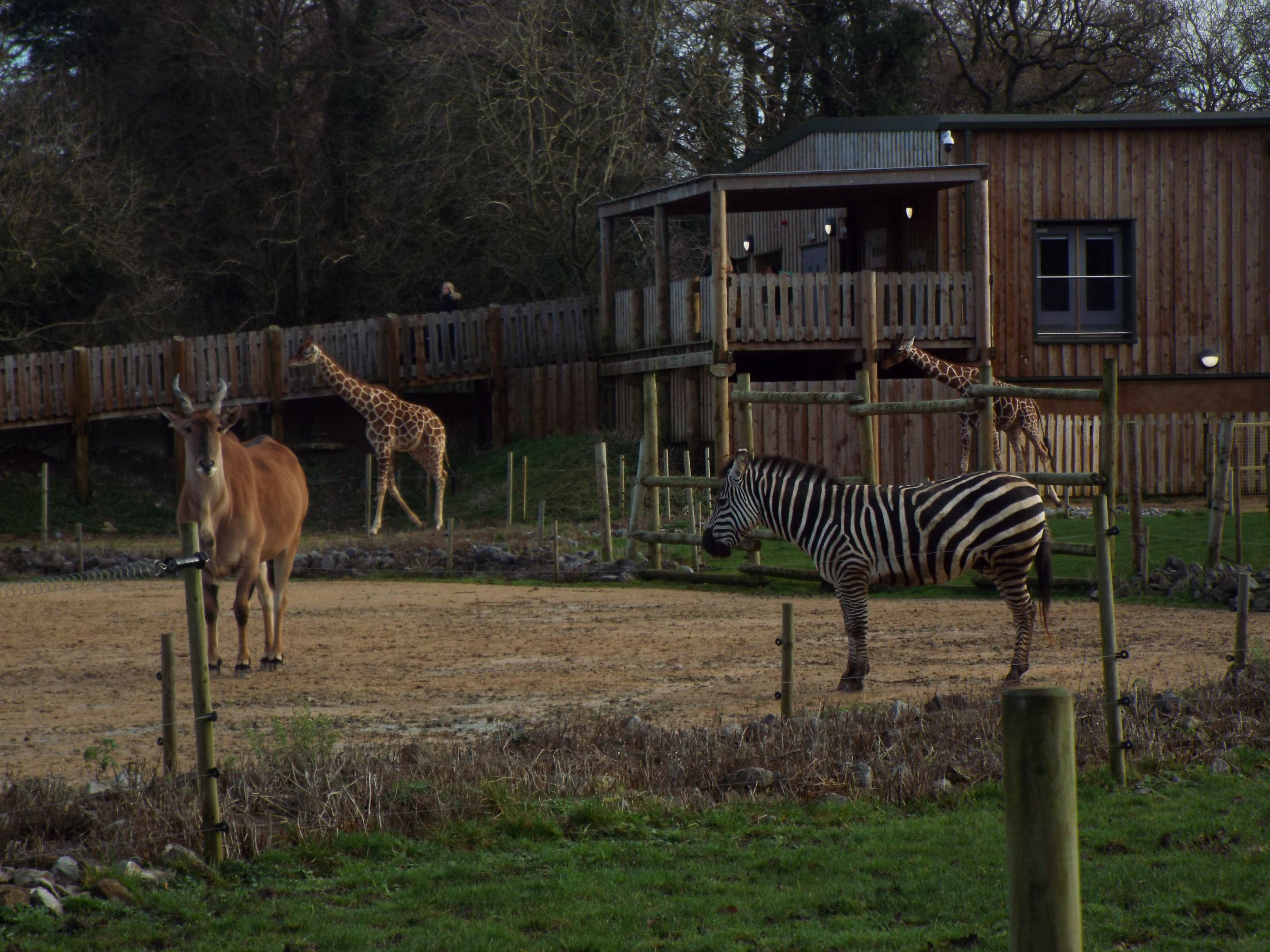 "Benoue National Park" Wild Place